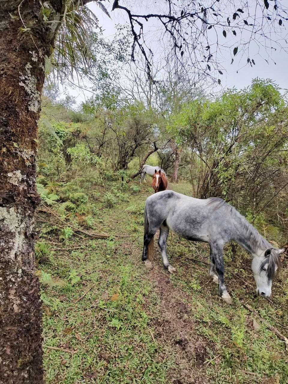 Wild horses on the trail, Costa Rica